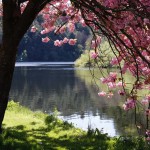 Cherry blosson at St Mullins