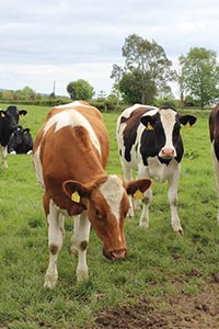 Cows on Pasture