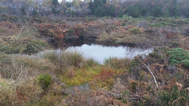 Drummin Bog pool 2015