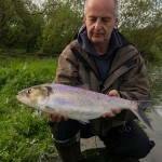 Specimen Twaite Shad