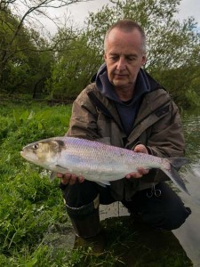 Specimen Twaite Shad