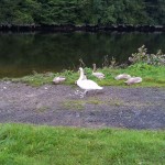 Swan and Signets