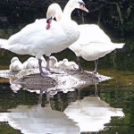 Swans and Cygnets