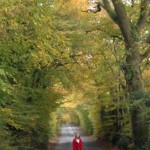 Tree-lined Walk