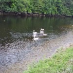 Wildlife on River